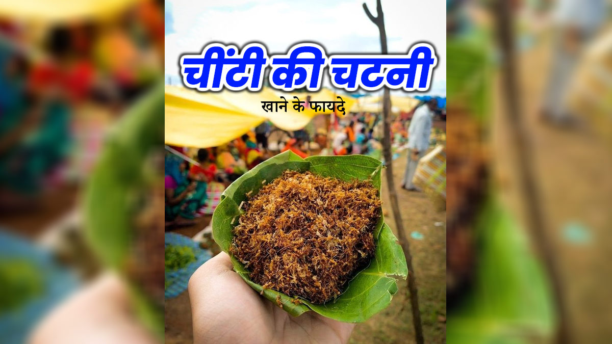 आदिवासी इलाकों में खाई जाती है लाल चींटी की चटनी, जानें इसके फायदे और रेसिपी